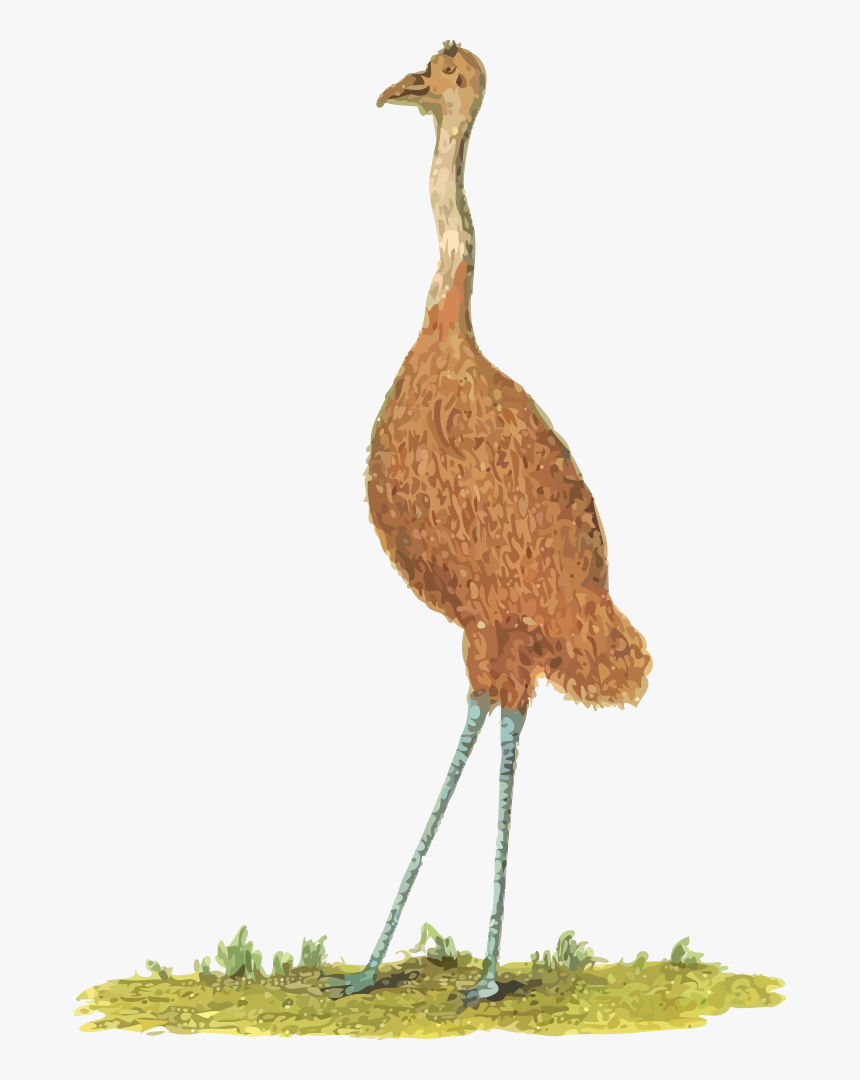 Emu - Emu Bird Clipart, HD Png Download , Transparent Png Image - PNGitem