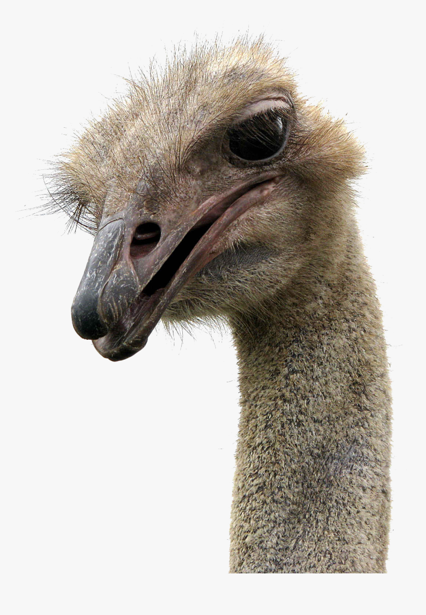 Ostrich Png - Running Highway Mad Ostrich, Transparent Png