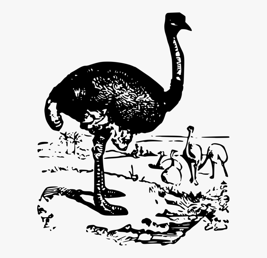 Flightless Bird,water Bird,blackandwhite - Ostrich, HD Png Download