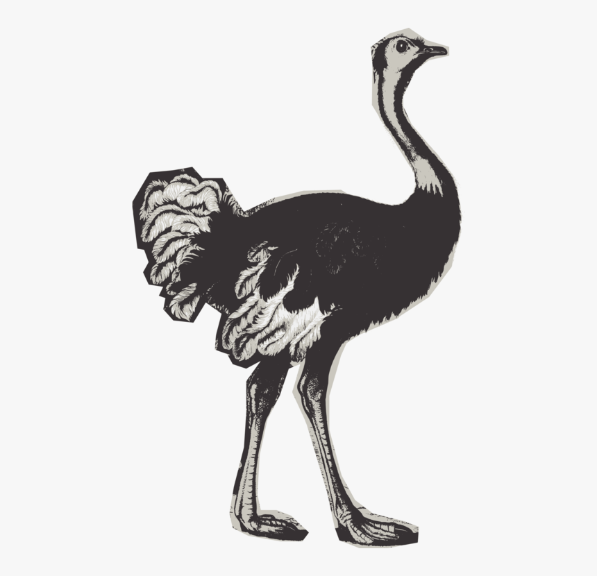 Flightless Bird,cranelike Bird,animal Figure - Ostrich, HD Png Download