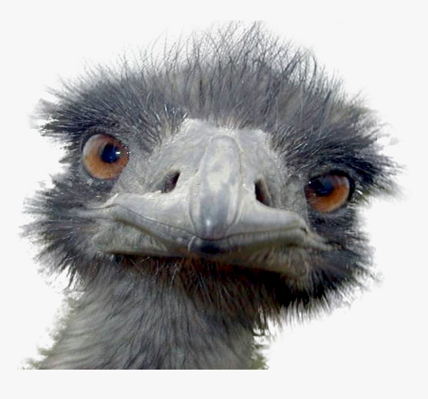 Peek A Boo Ostrich Postcards (960x721), Png Download - Ugly Emu, Transparent Png