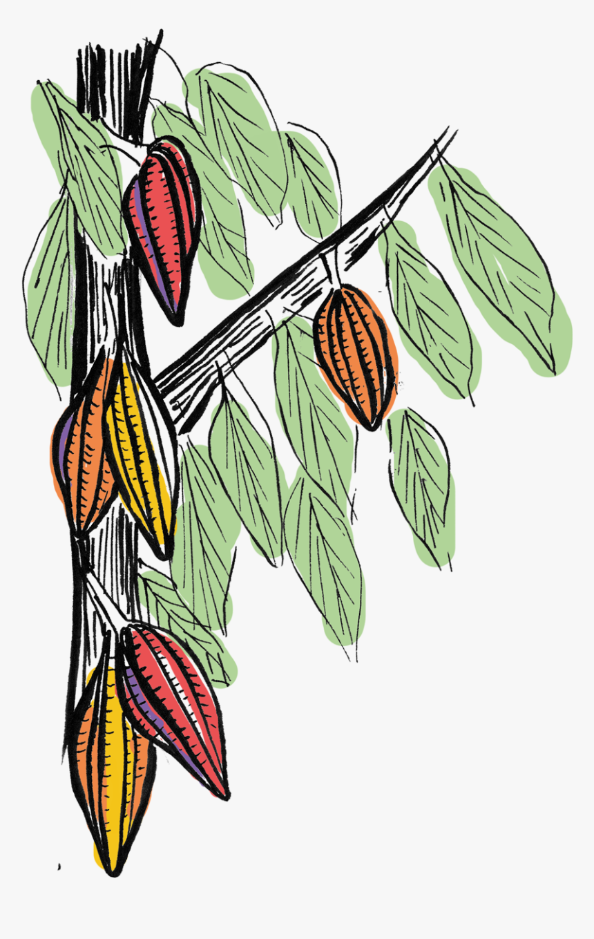 Cacao Pods Growing On The Tree Graphics - Marcas Chocolate Bean To Bar, HD Png Download