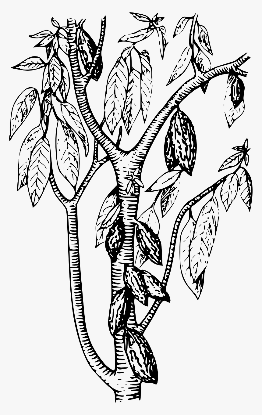 Cocoa Bean Tree Drawing, HD Png Download , Transparent Png Image PNGitem
