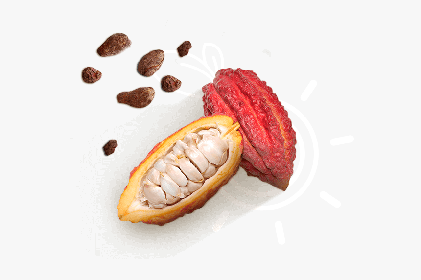 Cacao - Momordica Charantia, HD Png Download