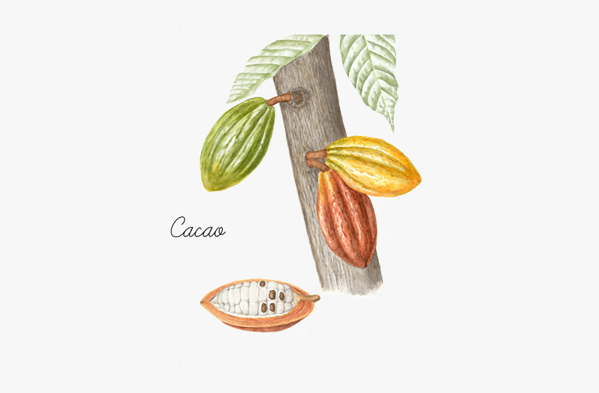 Cacao - Diet Food, HD Png Download