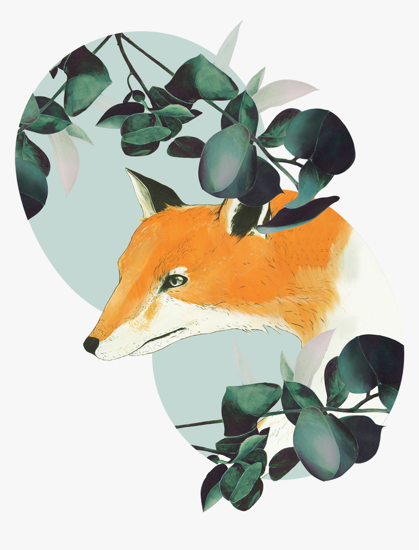 Red Fox, HD Png Download