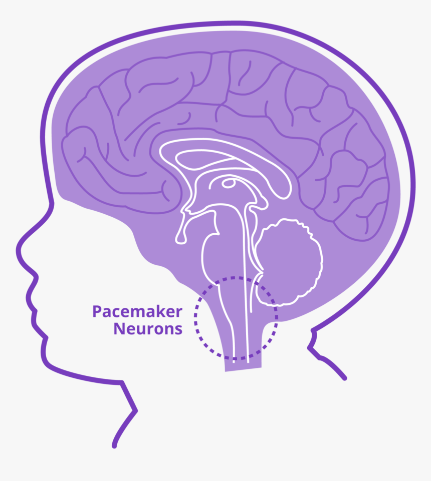 Stabilizes Pacemaker Neurons 
 Class Lazyload Full - Illustration, HD Png Download