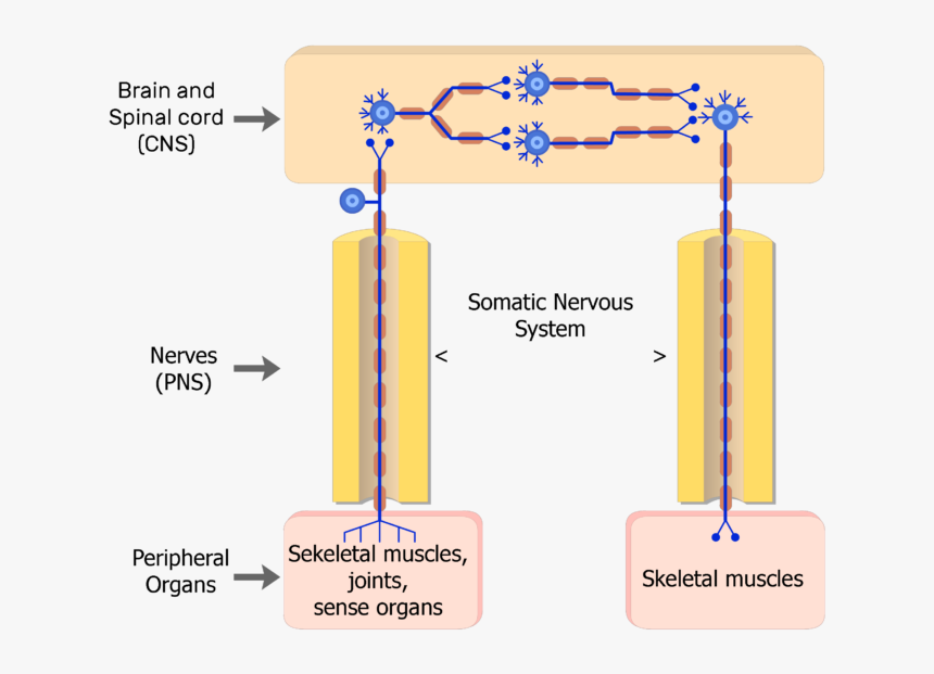3 Types Of Neurons - Somatic Nervous System Neuron, HD Png Download