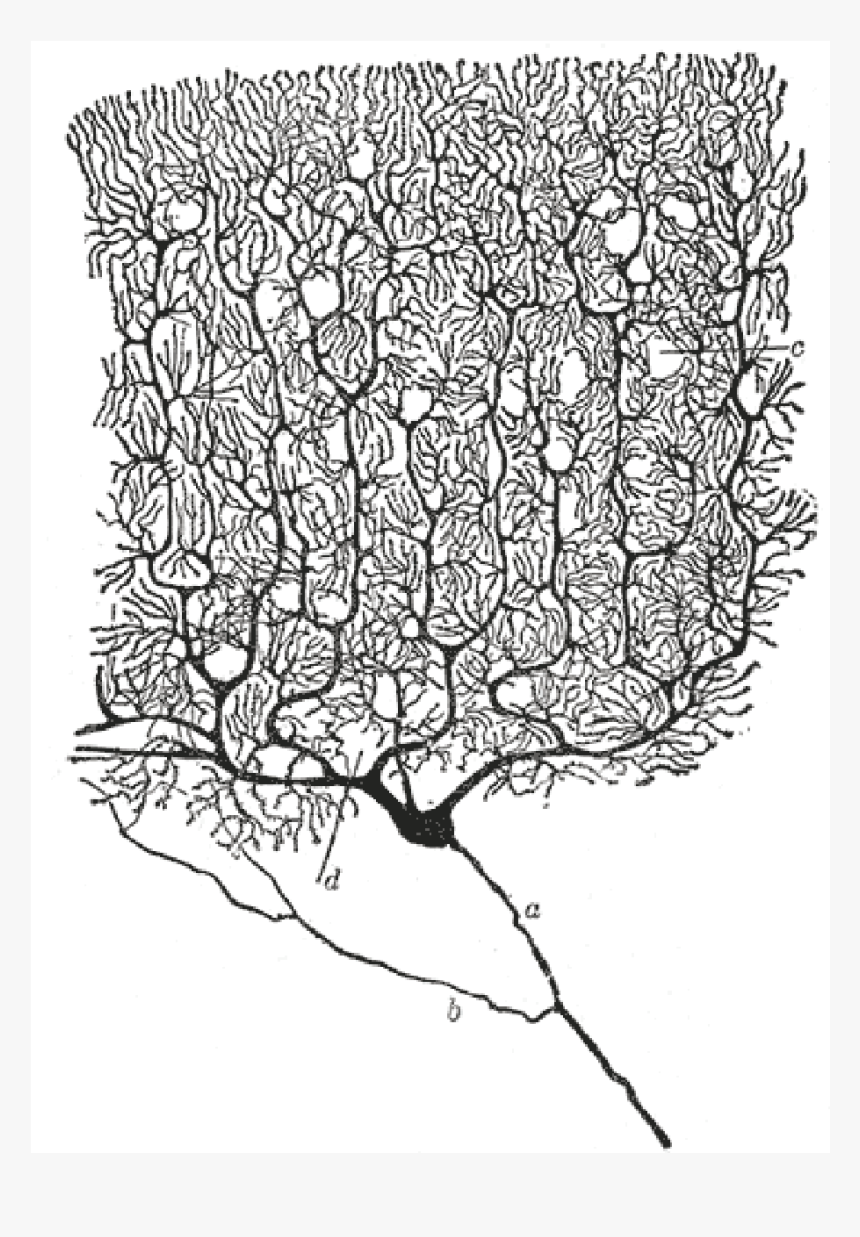 Santiago Ramon Y Cajal Drawings, HD Png Download
