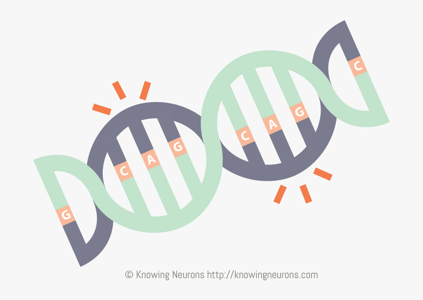 Cag Repeats By Knowing Neurons - Cag Repeats, HD Png Download