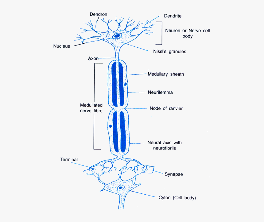 Control And Coordination - Happens At The Synapse Between Two Neurons, HD Png Download