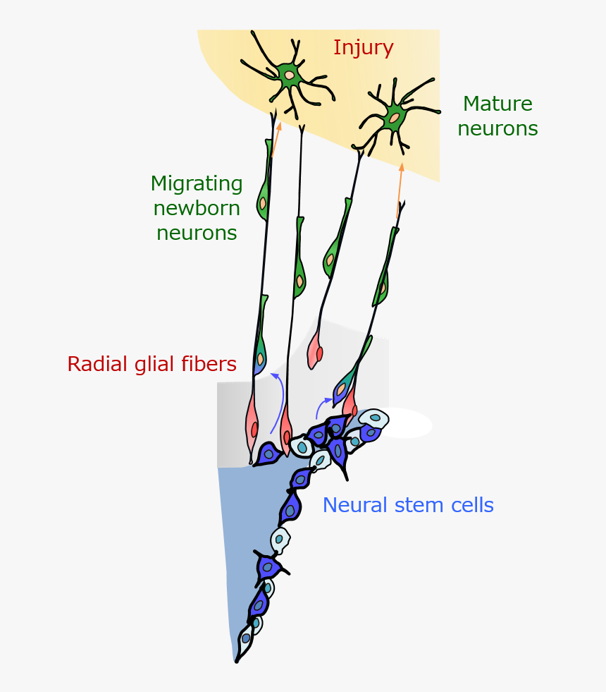 Neuron - Radial Glial Fibers, HD Png Download