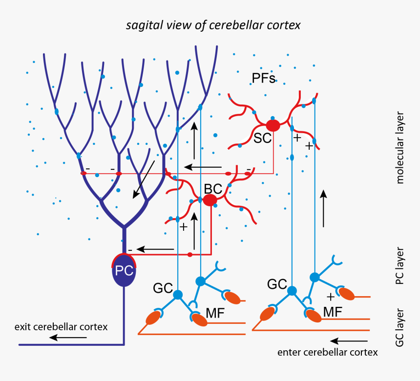 Cerebellum Neural Network, HD Png Download