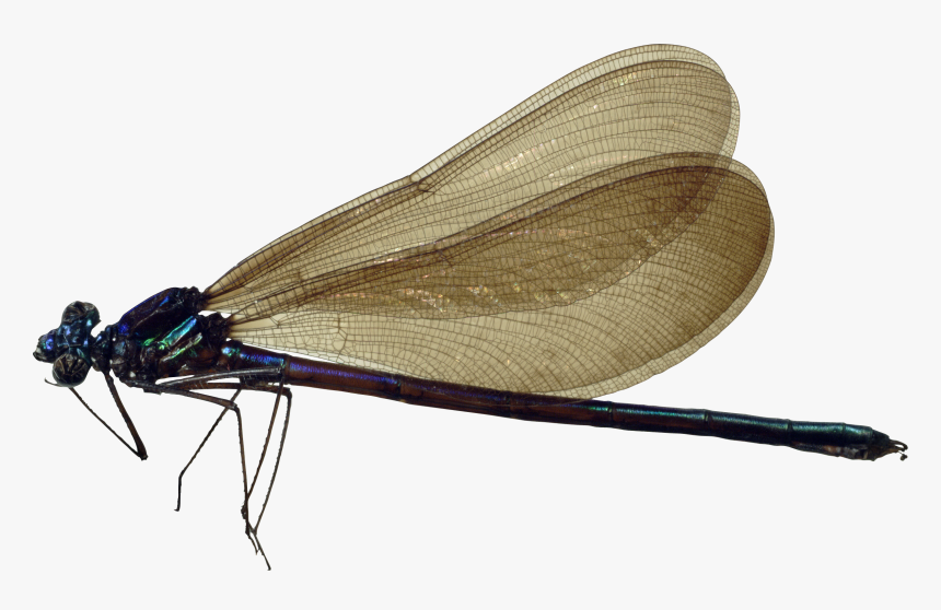 Dragonfly Png, Transparent Png