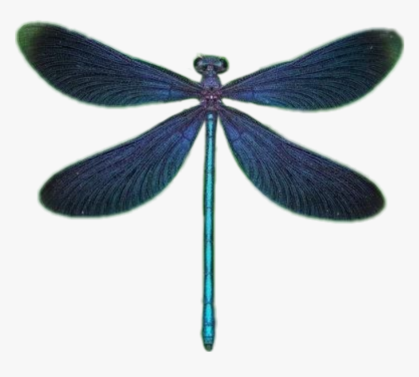#dragonfly #dragonflywings #wings #стрекоза #крылья - Damselfly, HD Png Download