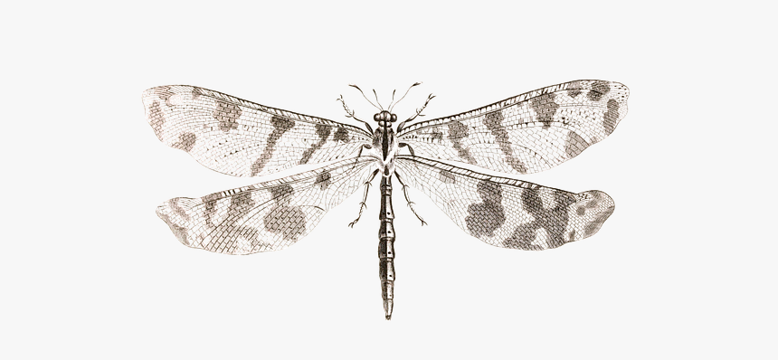 Butterfly, HD Png Download