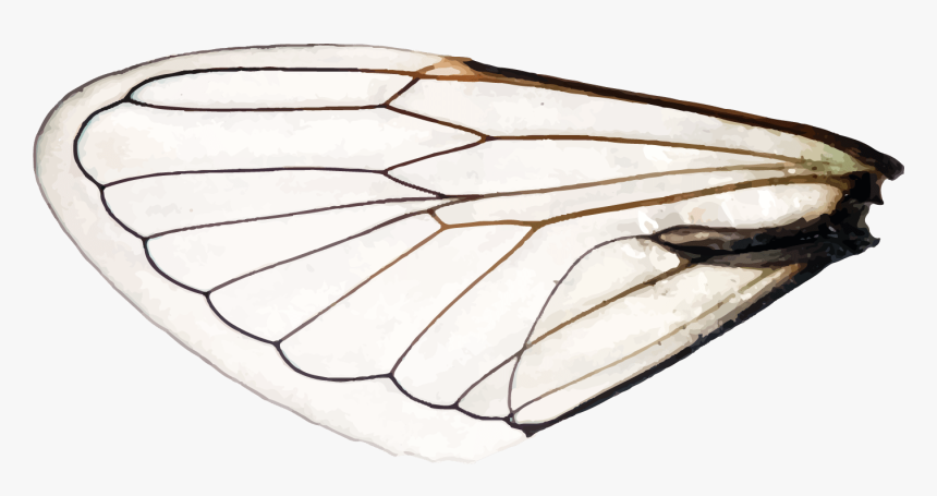 Wings Of A Dragonfly Left - Aporia, HD Png Download