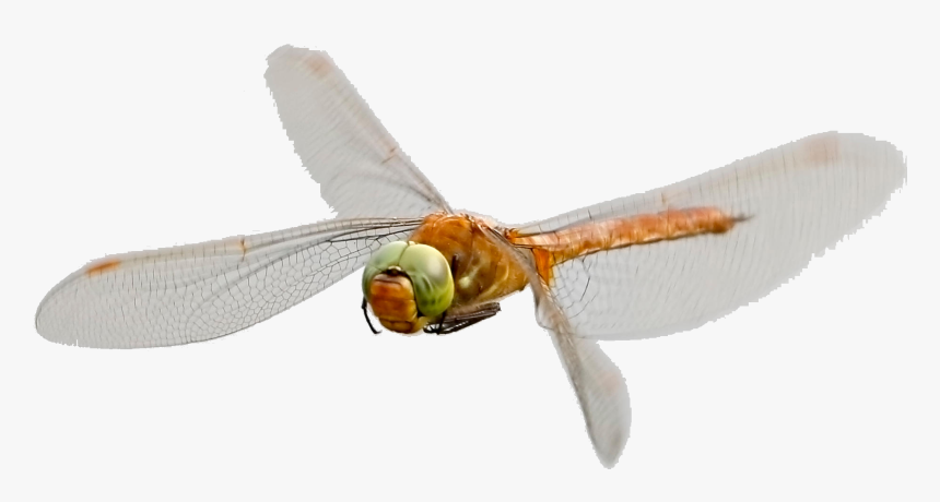Norfolk Hawaker Dragonfly - Hawker Dragonflies, HD Png Download