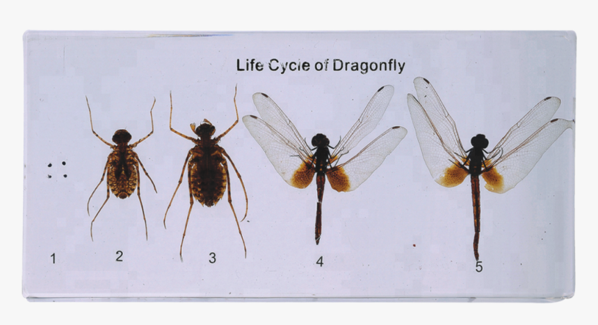 Dragonfly Of Life Cycle Model For Teaching - Membrane-winged Insect, HD ...