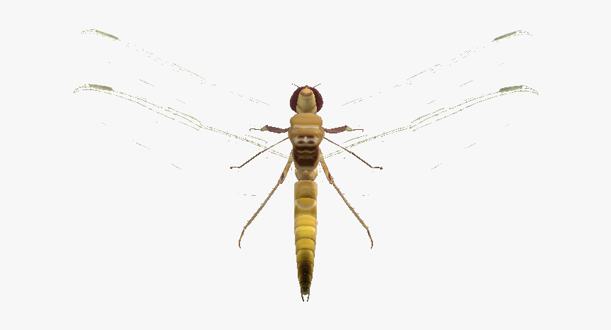 Net-winged Insects, HD Png Download