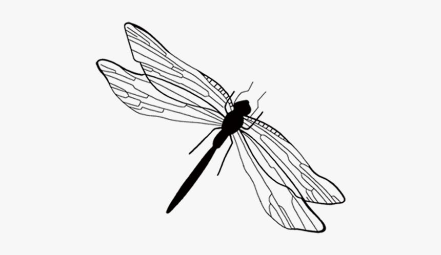 Clip Art Insect Ink Wash Painting - Hình Ảnh Chuồn Chuồn, HD Png Download
