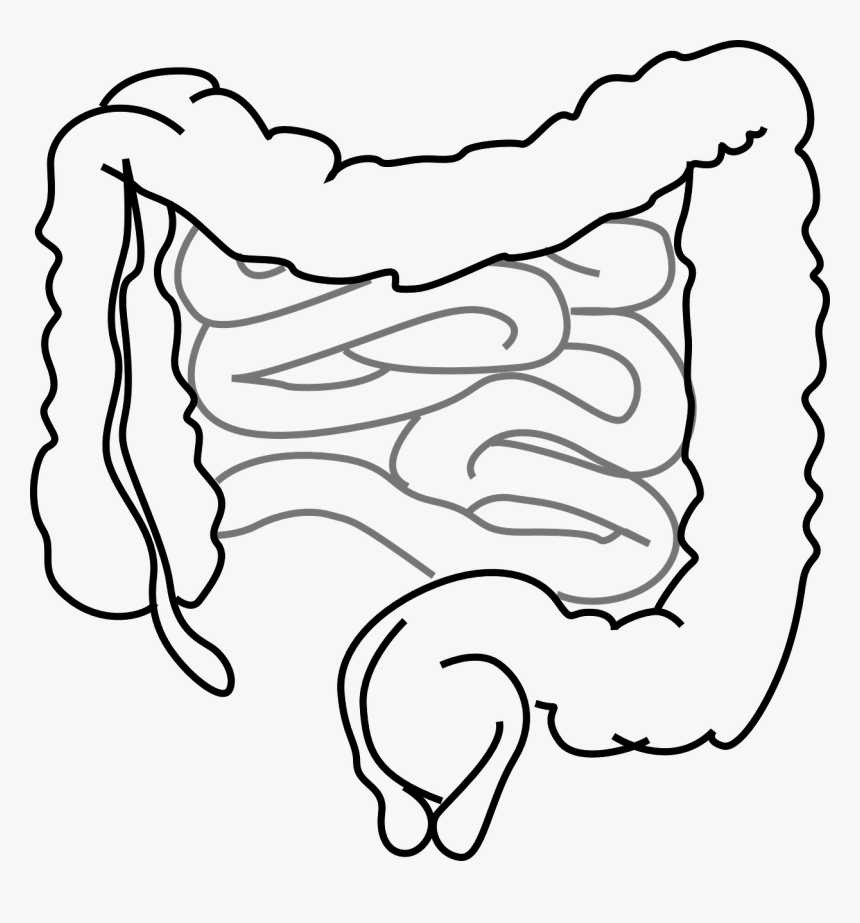 Intestines Clipart, HD Png Download