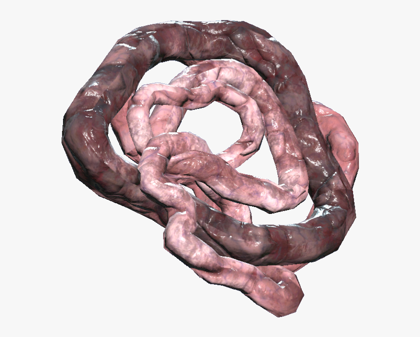 Transparent Intestine Png - Fallout 76 Intestines, Png Download