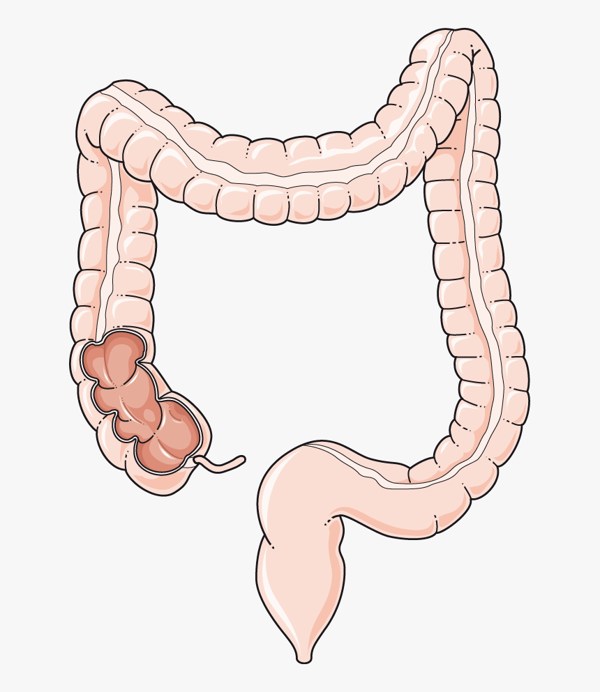 Gastroenterology Archives Servier Medical - Colon Png, Transparent Png