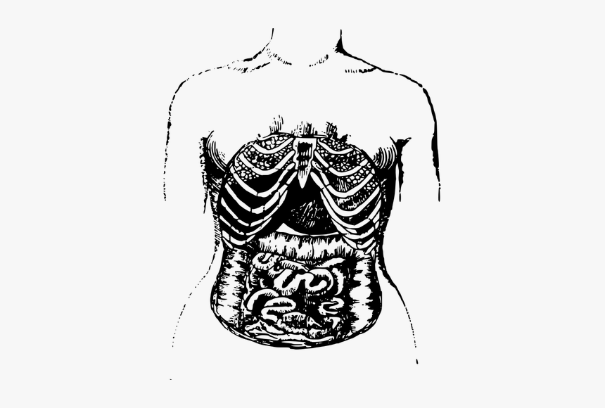 Internal Intestines - Intestines Drawing Png Transparent, Png Download