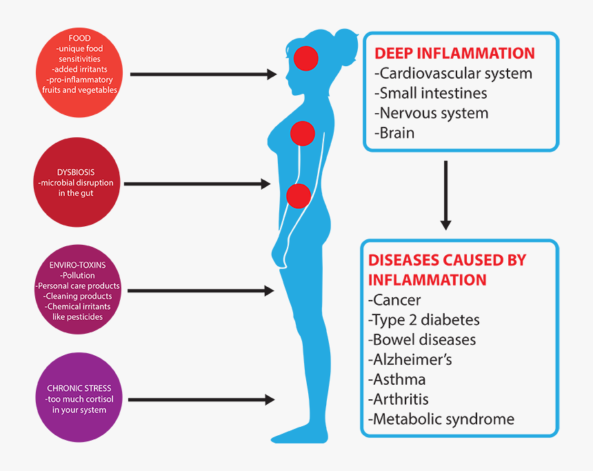 Transparent Intestines Png - Cortisol And Inflammation, Png Download
