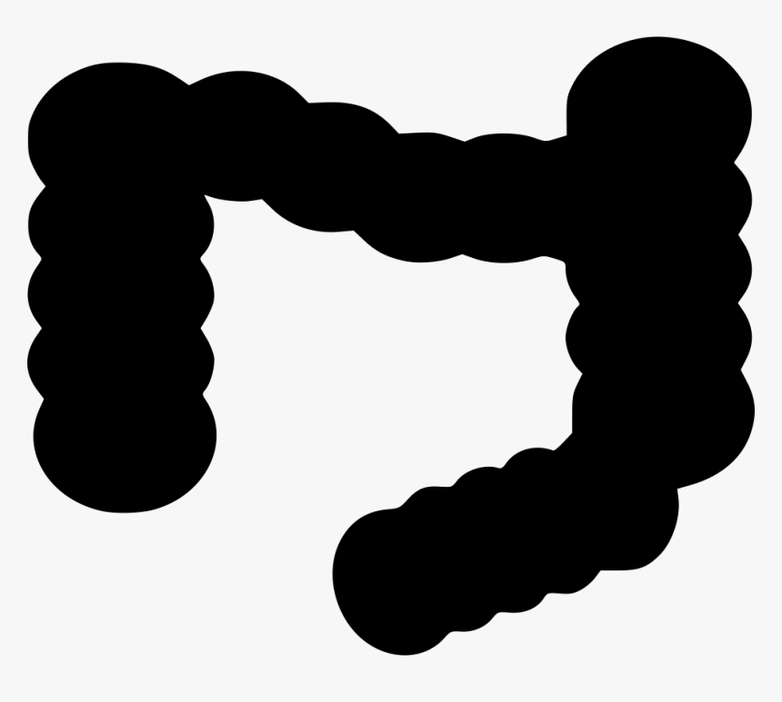 Intestines - Illustration, HD Png Download