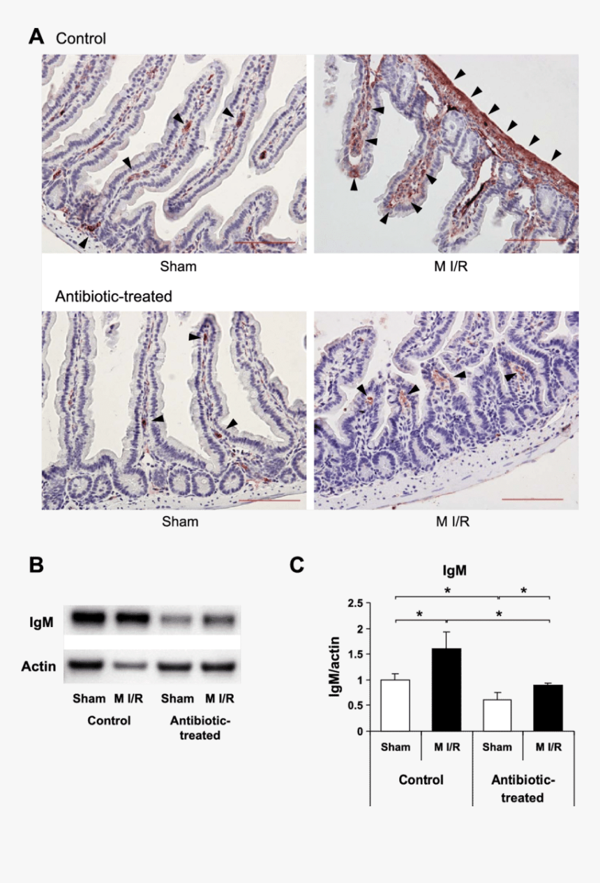 Naval Architecture, HD Png Download
