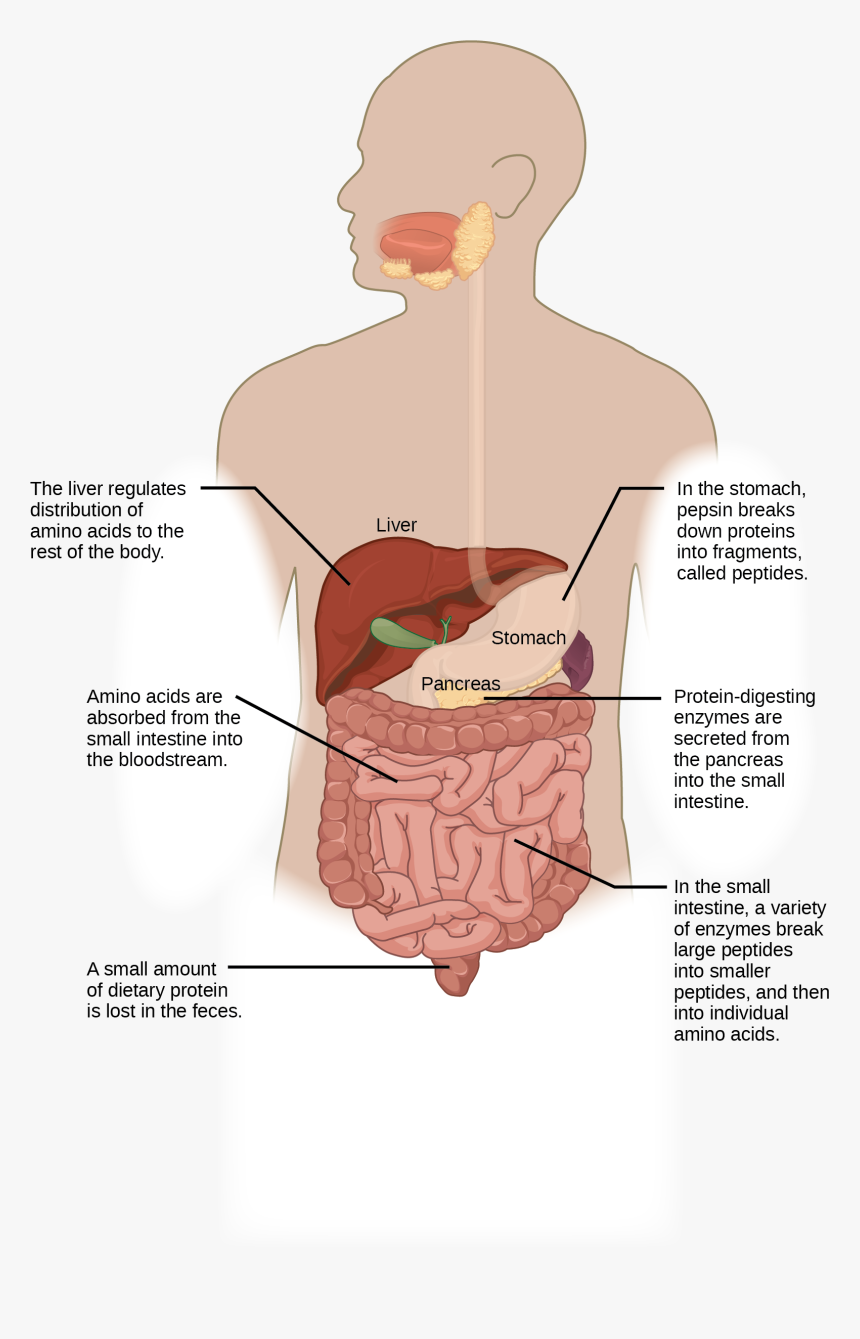Protein Digestion Begins In The Stomach, Where Pepsin - Illustration, HD Png Download