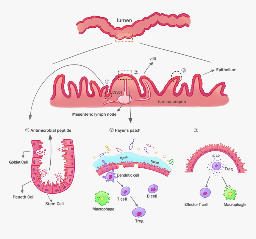 Transparent Epithelial Tissue Clipart Graphic Design, HD Png Download