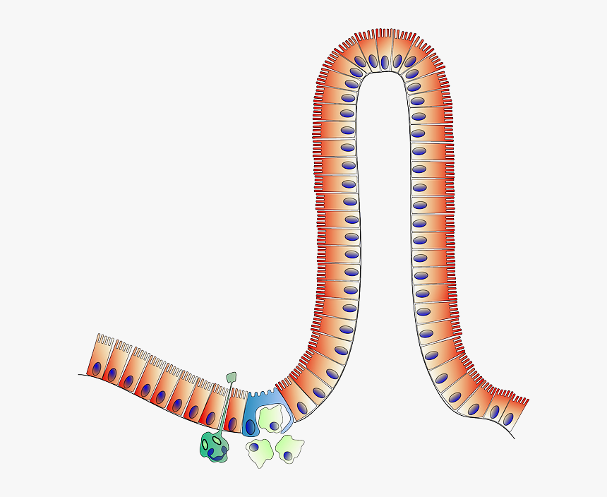 Anatomy, Intestine, Biology - Enterocyte Clipart, HD Png Download