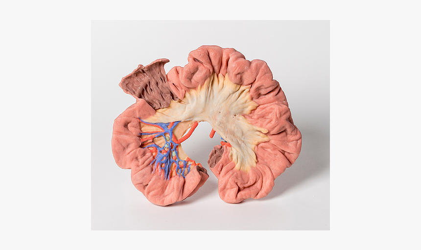 Ileum, HD Png Download