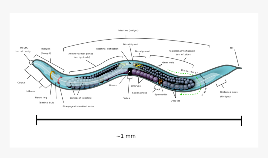 Nematode Facts, HD Png Download