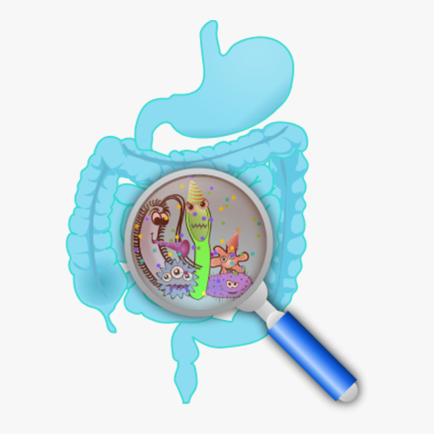 Human Intestine With A Zoom Lens Showing Organs - Crohns Clipart, HD Png Download