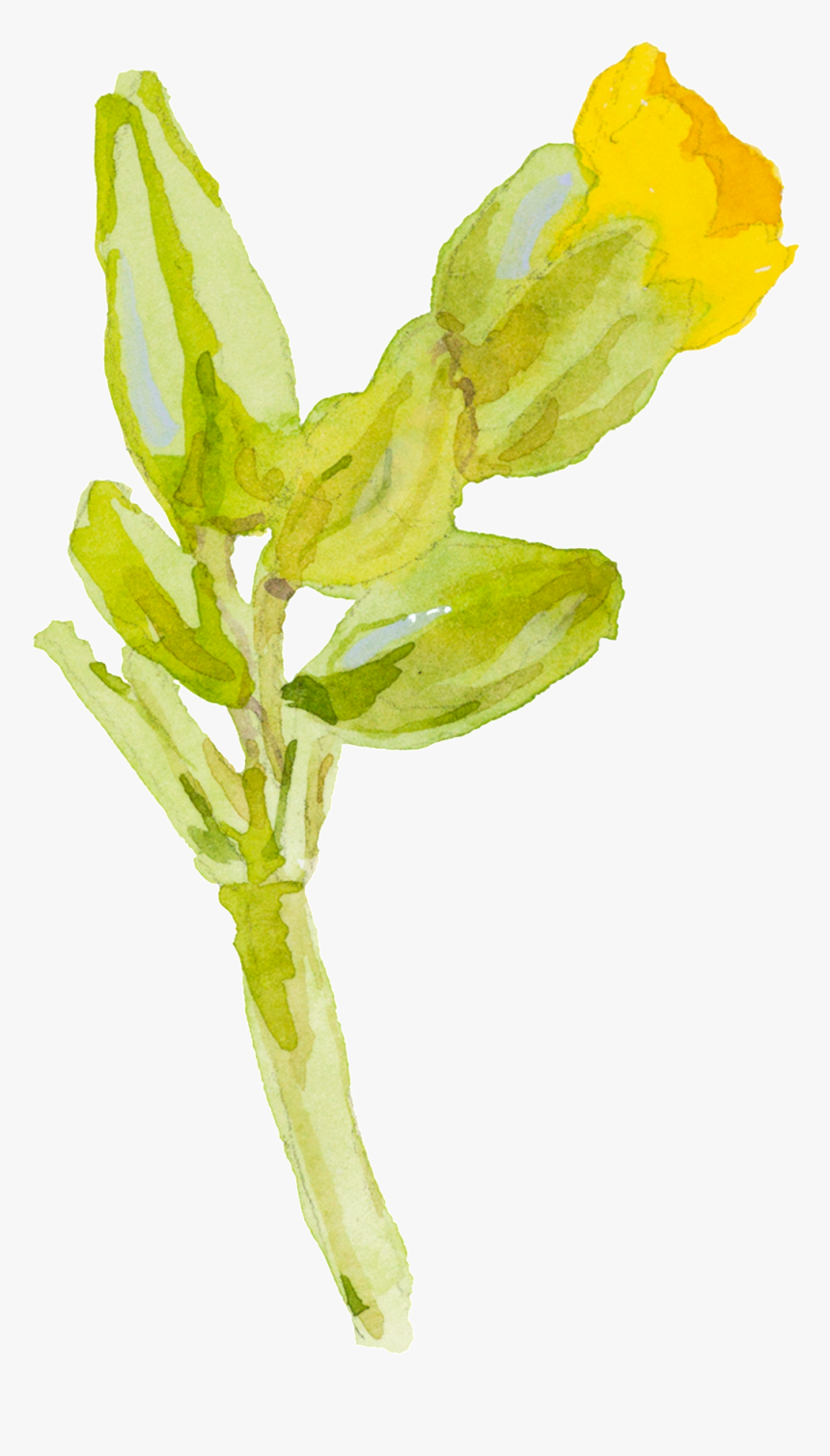 Yellow Cartoon Small Flower Watercolor Transparent - Yellow Watercolor Flowers With Transparent Background, HD Png Download
