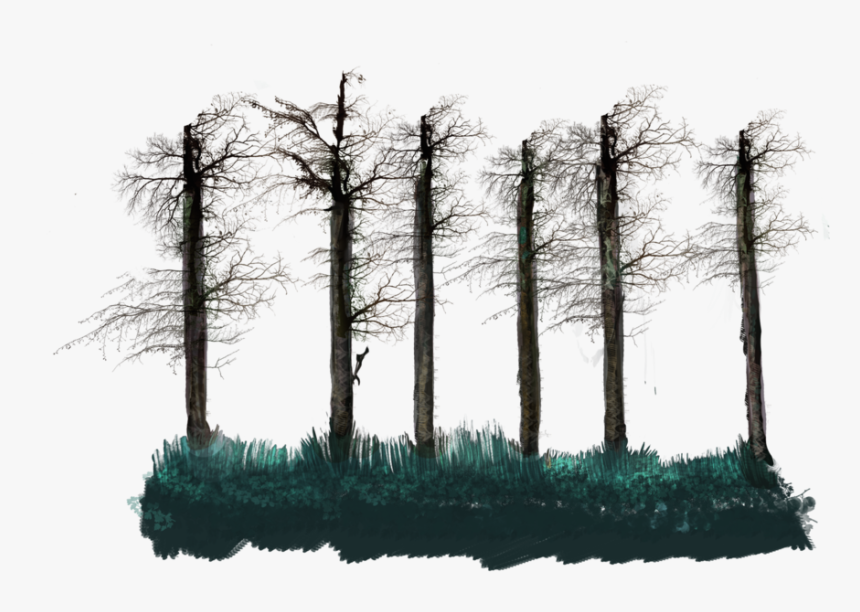 No Leaves Tall Tree Stalk - Grove, HD Png Download