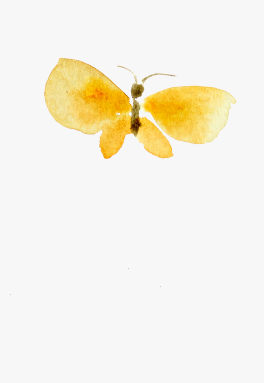 Insect, HD Png Download