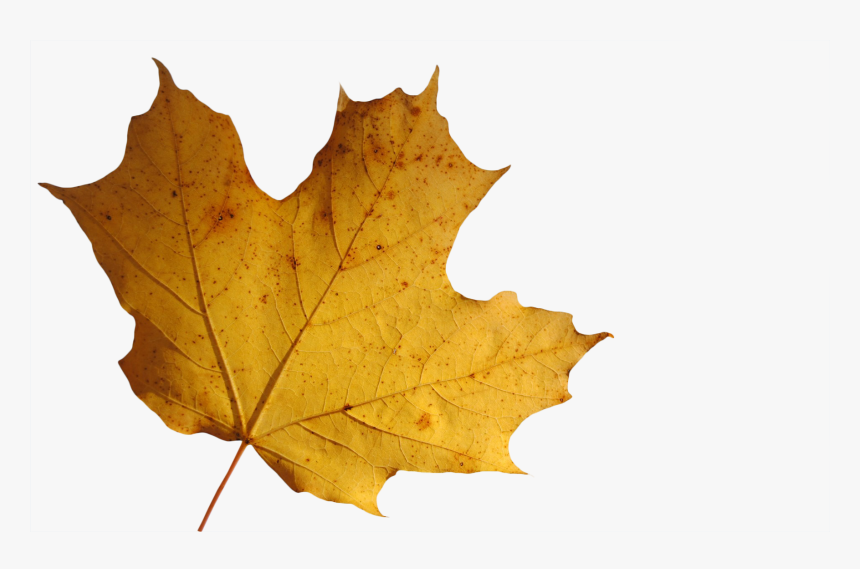 Transparent Leaves Transparent Png - Leaf Transparent Background, Png Download