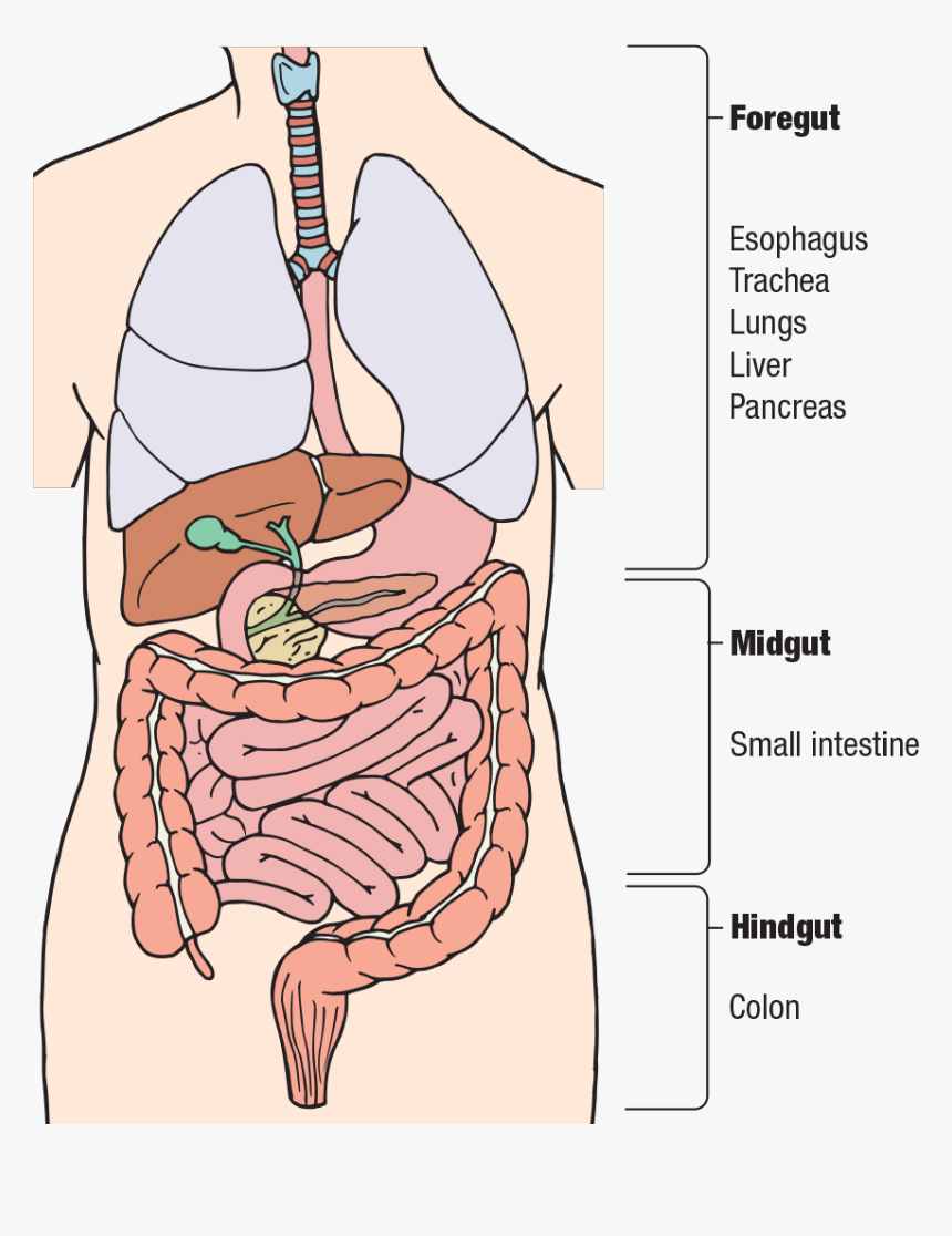 Diagram, HD Png Download