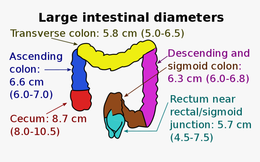 Large Intestine Diameter, HD Png Download