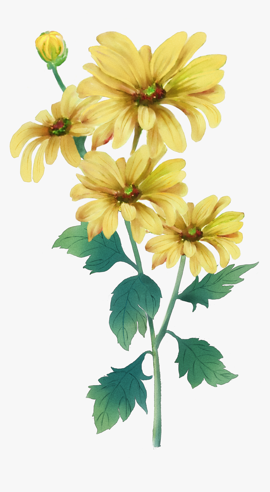 Clip Art Double Ninth Festival Painting - Yellow Chrysanthemum Flower Water Color Painting, HD Png Download