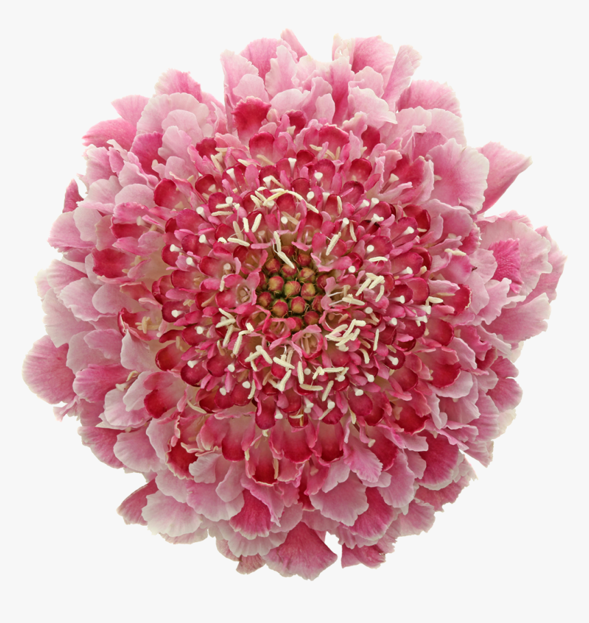 Artificial Flower, HD Png Download