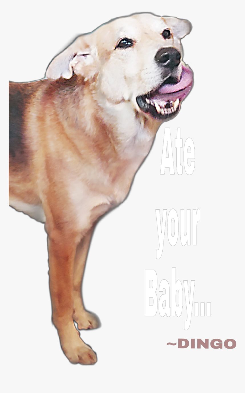 #dingo - Dog Yawns, HD Png Download