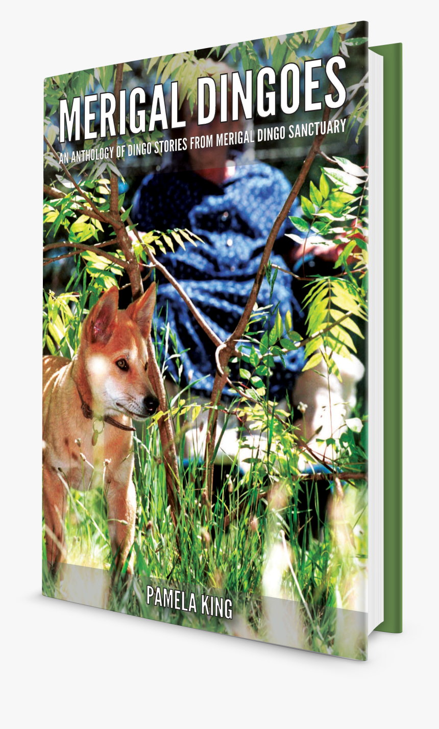 For The Love Of A Dingo, HD Png Download