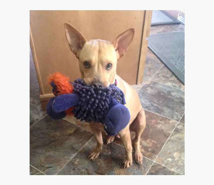 Chihuahua, HD Png Download