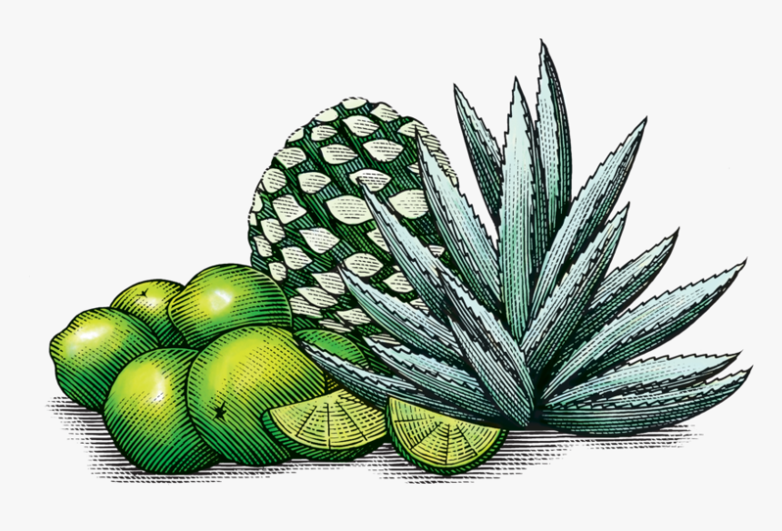 Limeagave - Mexican Agave Art, HD Png Download